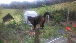 Katze Mai 2016